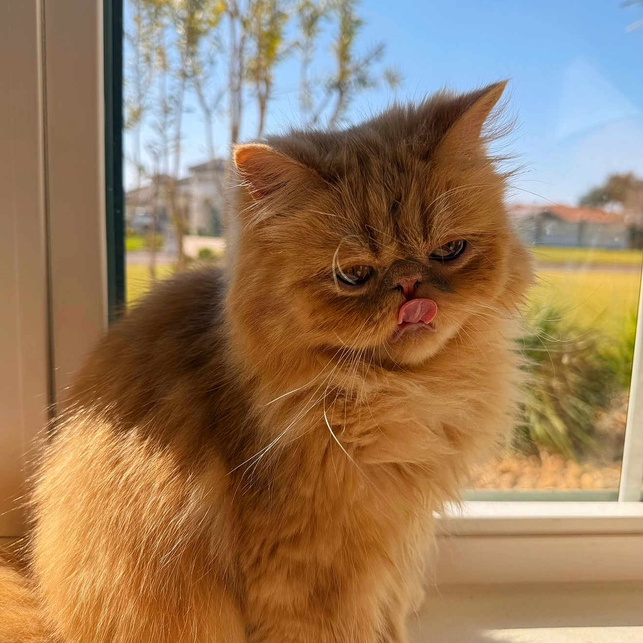 Lila