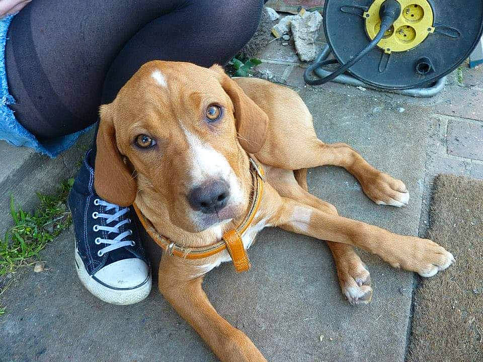 Hans participe au concours pour gagner de l'argent avec cette photo : automotive_tire, automotive_wheel_system, canidae, carnivore, companion_dog, dog, dog_breed, fawn, hound, hunting_dog, scent_hound, snout, sporting_group, wheel, wood, working_animal