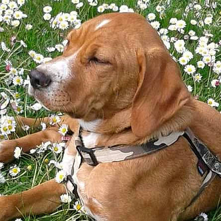 Hans a rejoint le concours — aidez-le/la à gagner de superbes lots ! adventure, canidae, carnivore, collar, companion_dog, dog, dog_breed, dog_collar, dog_supply, fawn, flower, grass, gun_dog, hound, leash, liver, pet_supply, plant, snout, working_animal