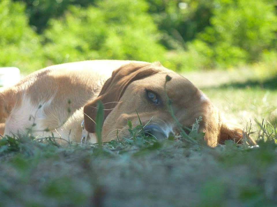Hans participe au concours pour gagner de l'argent avec cette photo : big_cats, carnivore, companion_dog, dog, dog_breed, fawn, felidae, grass, grassland, grazing, landscape, lion, mammal, natural_landscape, pasture, plant, snout, sporting_group, terrestrial_animal, whiskers