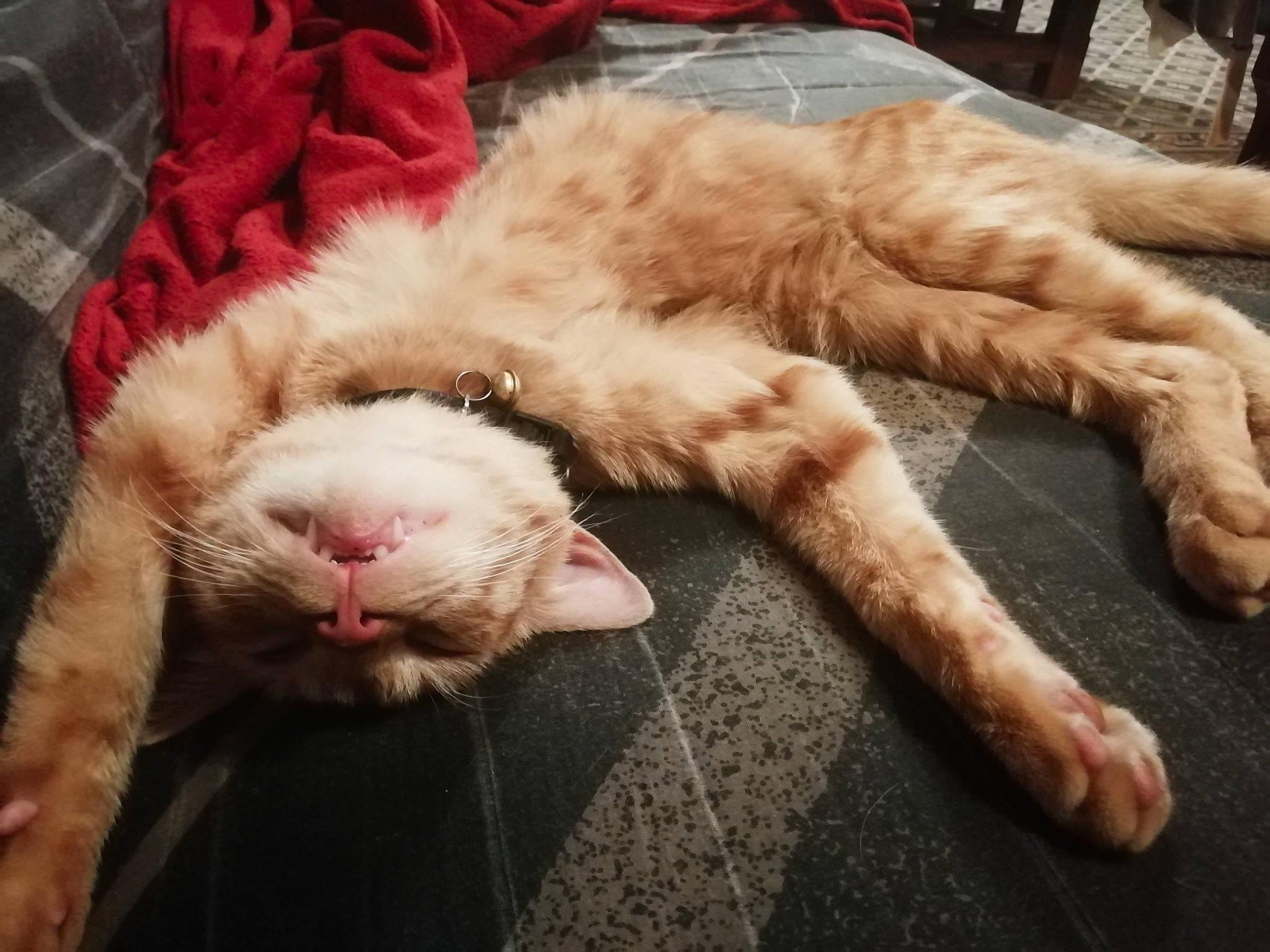 Paprika participe au concours pour gagner de l'argent avec cette photo : canidae, carnivore, cat, claw, cloud, comfort, companion_dog, dog_breed, fawn, felidae, foot, fur, human_leg, paw, sky, small_to_medium_sized_cats, snout, sporting_group, tail, whiskers