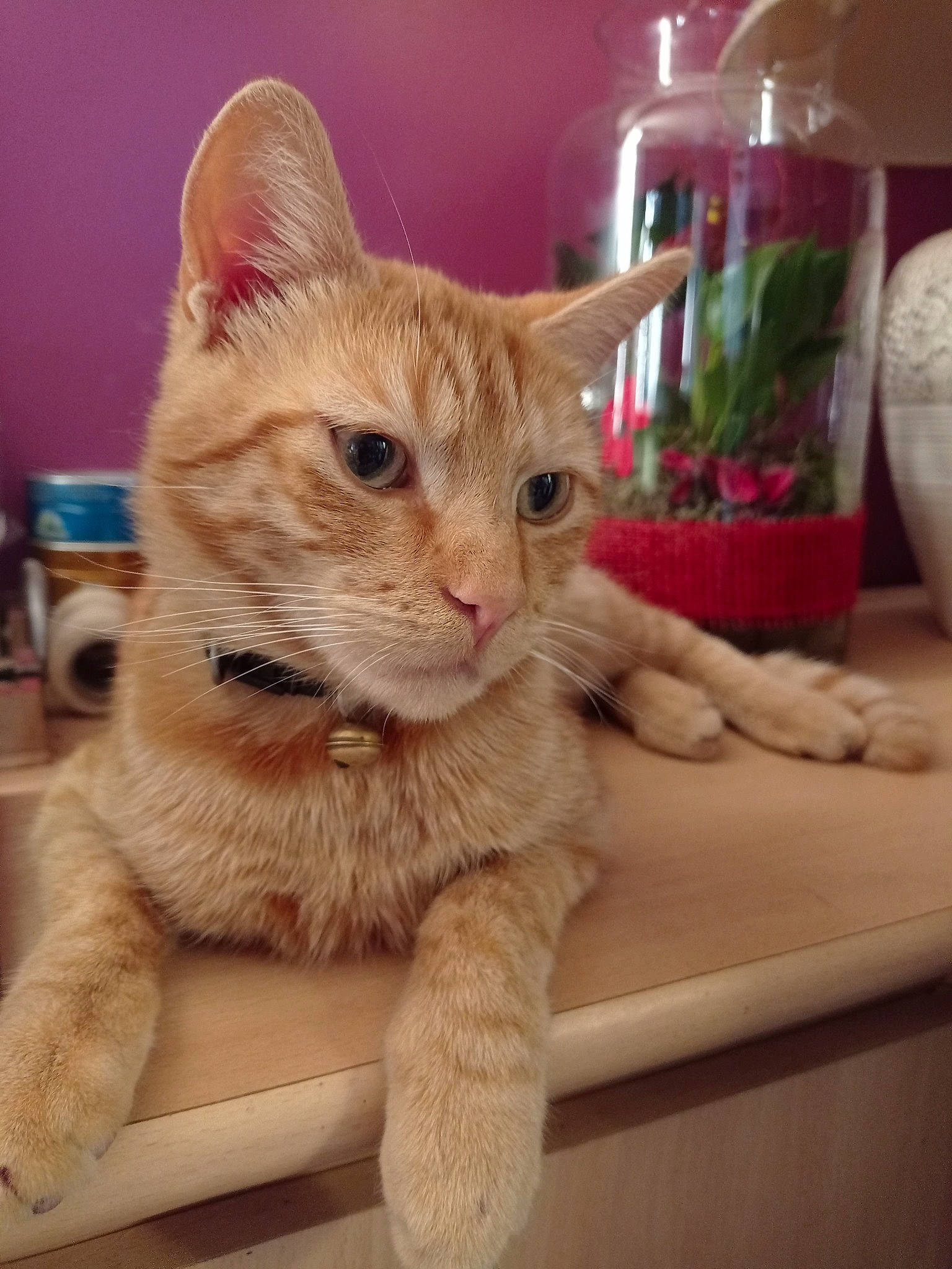 Paprika a rejoint le concours — aidez-le/la à gagner de superbes lots ! carnivore, cat, cat_furniture, claw, domestic_short_haired_cat, fawn, felidae, fur, houseplant, lamp, paw, photo_caption, sitting, small_to_medium_sized_cats, snout, tail, whiskers, window