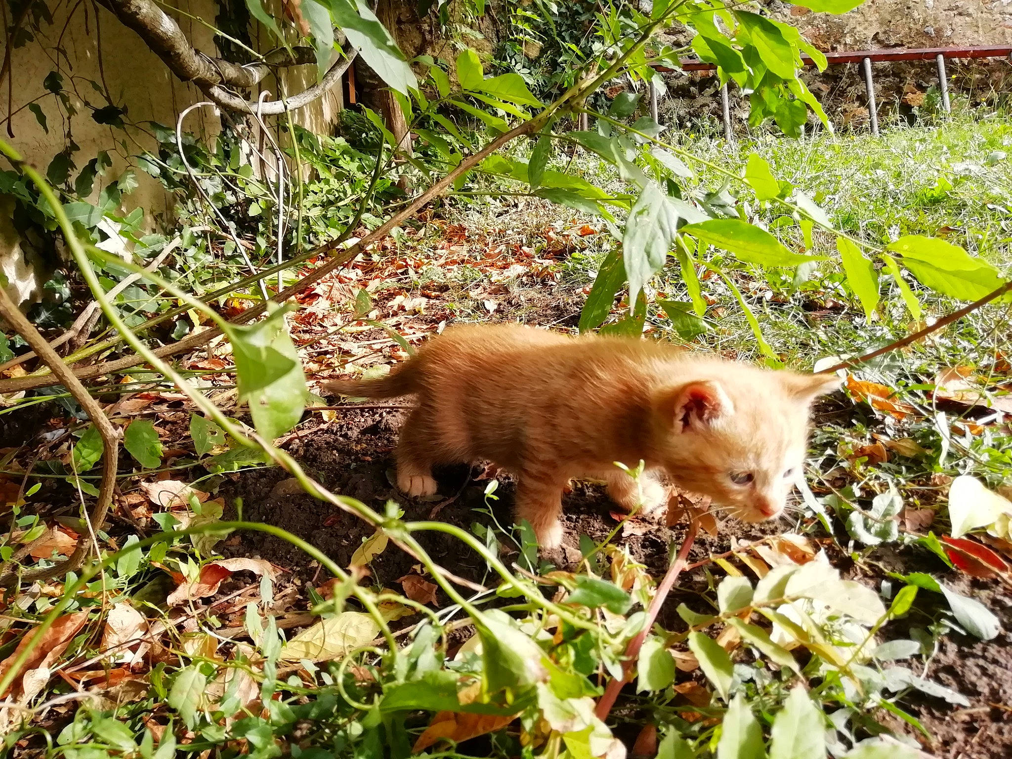 Paprika a rejoint le concours — aidez-le/la à gagner de superbes lots ! canidae, carnivore, fawn, felidae, flowering_plant, fur, grass, groundcover, herb, plant, plant_stem, rodent, snout, soil, tail, terrestrial_animal, terrestrial_plant, whiskers, wildlife