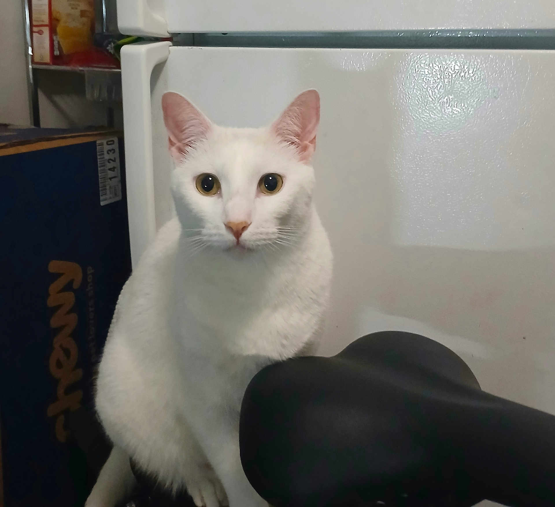 Walter joined the competition — help win amazing prizes! cat, white_cat, indoor, appliance, fridge, box, cardboard_box, curious, pet, animal, feline, sitting, looking, domestic, household, kitchen, closeup, fur, whiskers, ears