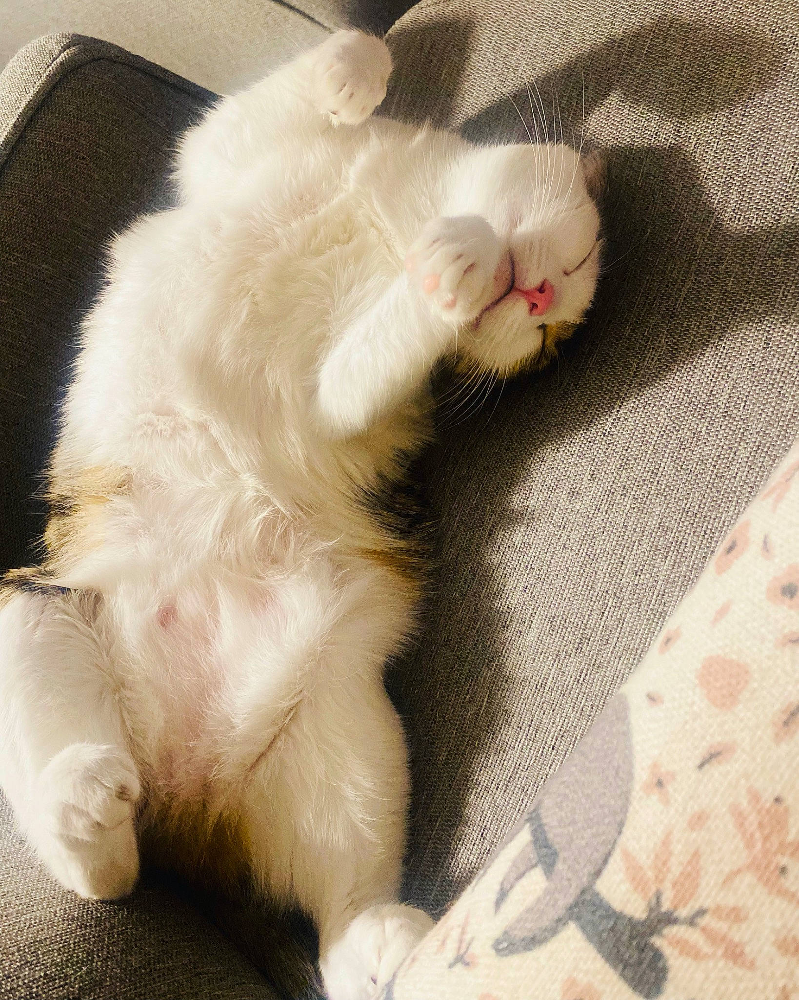 Judy is registered to the contest to win money with this photo: carnivore, cat, claw, comfort, domestic_short_haired_cat, fawn, felidae, foot, fur, gesture, leg, nail, nap, paw, small_to_medium_sized_cats, snout, tail, terrestrial_animal, whiskers