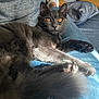 Schtiwine participe au concours pour gagner de l'argent avec cette photo : cat, gray_cat, pet, animal, feline, amber_eyes, fur, paw, relaxed, indoor, couch, jeans, human_lap, cozy, close_up, whiskers, ears, tail, resting, comfort