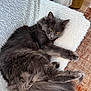 Schtiwine participe au concours pour gagner de l'argent avec cette photo : cat, gray_cat, fluffy, pet, animal, indoor, blanket, cozy, relaxed, feline, stretching, yellow_eyes, fur, whiskers, tail, floor, rug, home, comfort, resting