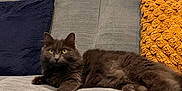 Schtiwine a rejoint le concours — aidez-le/la à gagner de superbes lots ! cat, gray_cat, fluffy_cat, sofa, couch, pillow, yellow_pillow, blue_pillow, window, curtains, indoor, pet, relaxed, furniture, cozy, domestic_animal, home, resting, animal, living_room