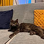 cat, gray_cat, fluffy_cat, sofa, couch, pillow, yellow_pillow, blue_pillow, window, curtains, indoor, pet, relaxed, furniture, cozy, domestic_animal, home, resting, animal, living_room