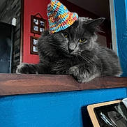 Schtiwine participe au concours pour gagner de l'argent avec cette photo : cat, gray_cat, crocheted_hat, indoor, wooden_ledge, colorful, blue_wall, red_wall, framed_pictures, pet, feline, resting, cozy, fur, whiskers, yellow_eyes, portrait, cute, domestic_animal, hat