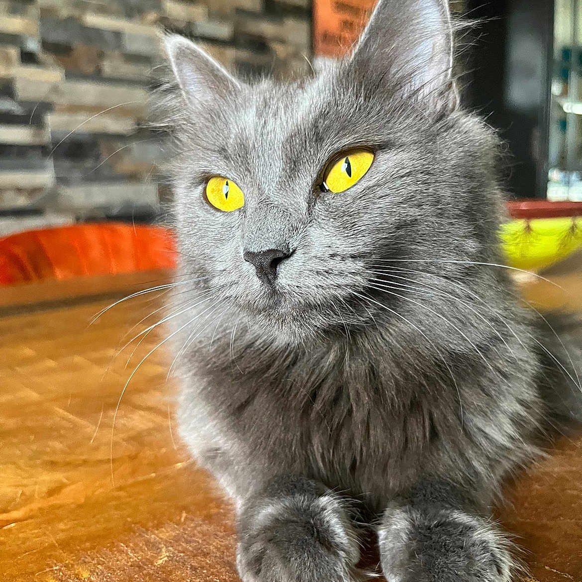 Schtiwine participe au concours pour gagner de l'argent avec cette photo : animal, background, brick_wall, cat, closeup, cozy, domestic_cat, ears, feline, fluffy, fur, gray_cat, indoor, pet, portrait, relaxed, table, whiskers, wooden_table, yellow_eyes