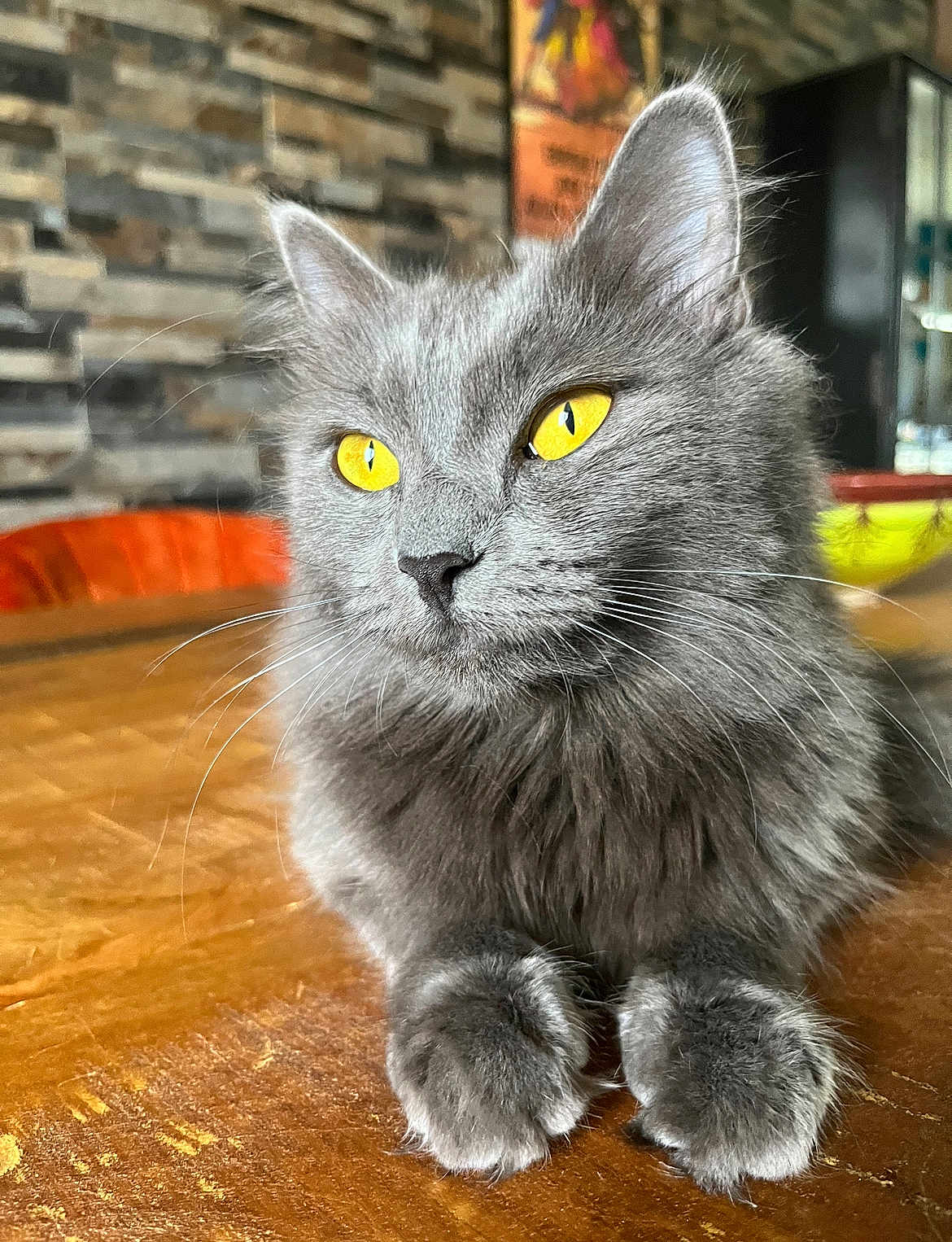 Schtiwine participe au concours pour gagner de l'argent avec cette photo : animal, background, brick_wall, cat, closeup, cozy, domestic_cat, ears, feline, fluffy, fur, gray_cat, indoor, pet, portrait, relaxed, table, whiskers, wooden_table, yellow_eyes