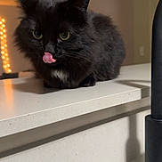 Salem is registered to the contest to win money with this photo: animal, black_cat, cat, close_up, cozy, cute, domestic_cat, eyes, face, feline, fluffy, fur, home, indoor, kitchen_counter, licking, pet, tongue_out, warm_lighting, whiskers