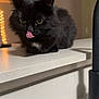 animal, black_cat, cat, close_up, cozy, cute, domestic_cat, eyes, face, feline, fluffy, fur, home, indoor, kitchen_counter, licking, pet, tongue_out, warm_lighting, whiskers