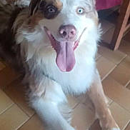 Louky participe au concours pour gagner de l'argent avec cette photo : dog, indoor, smiling, tongue_out, happy, lying_down, floor, tile_floor, pet, canine, fur, ears, nose, animal, domestic_animal, looking_at_camera, brown, white, blue_eyes, friendly