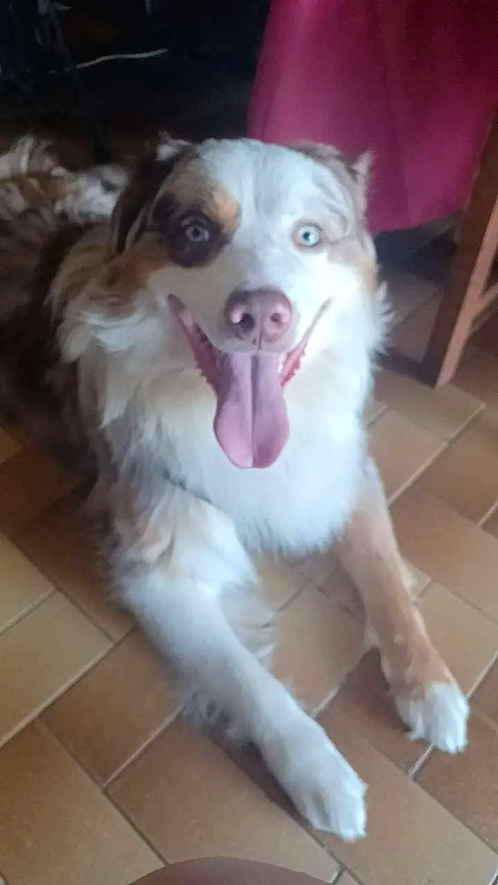 Louky participe au concours pour gagner de l'argent avec cette photo : dog, indoor, smiling, tongue_out, happy, lying_down, floor, tile_floor, pet, canine, fur, ears, nose, animal, domestic_animal, looking_at_camera, brown, white, blue_eyes, friendly
