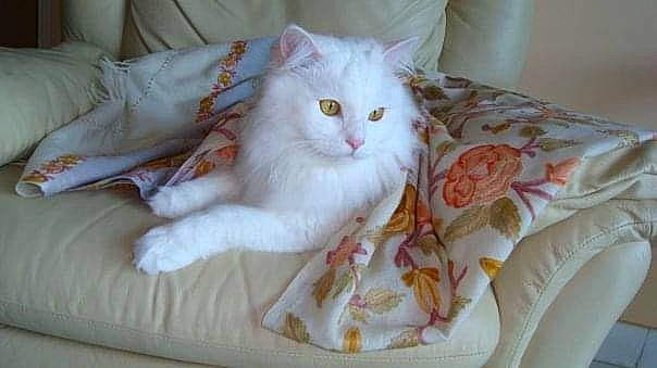 Cappuccino participe au concours pour gagner de l'argent avec cette photo : bed, bed_sheet, bedding, carnivore, cat, comfort, domestic_short_haired_cat, felidae, fur, linens, pattern, paw, small_to_medium_sized_cats, tail, whiskers