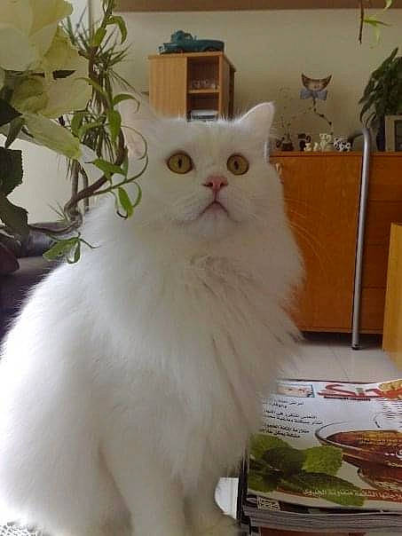 Cappuccino a rejoint le concours — aidez-le/la à gagner de superbes lots ! carnivore, cat, domestic_short_haired_cat, fawn, felidae, flowerpot, fur, houseplant, plant, small_to_medium_sized_cats, snout, tail, terrestrial_animal, whiskers, wood