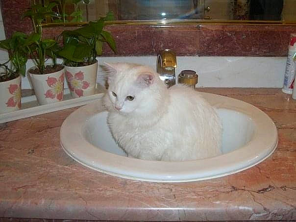 Cappuccino a rejoint le concours — aidez-le/la à gagner de superbes lots ! bathroom, carnivore, cat, domestic_short_haired_cat, fawn, felidae, flooring, flowerpot, foam, fur, hardwood, houseplant, plant, plumbing, plumbing_fixture, room, small_to_medium_sized_cats, tail, water, whiskers