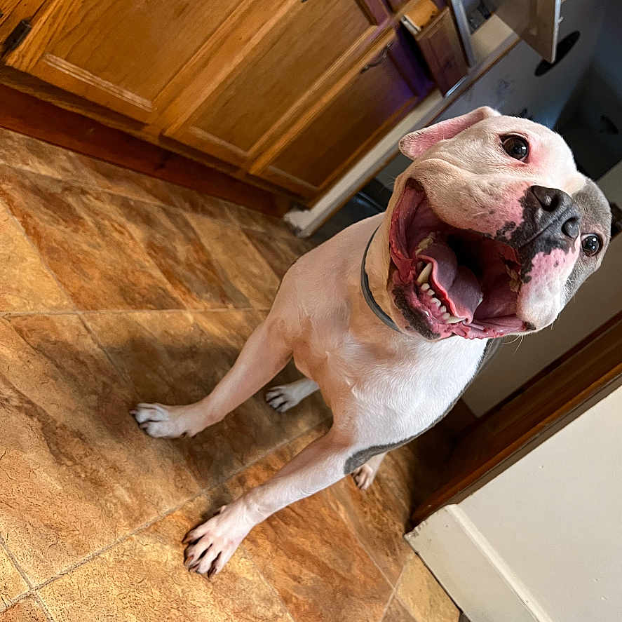 Bumble joined the competition — help win amazing prizes! animal, boxer, bulldog, cabinet, canine, dog, drawer, frenchbulldog, furniture, hardwood, hound, indoors, interiordesign, pet, pitbull, plywood, pointer, puppy, shelf, wood