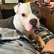 Bumble joined the competition — help win amazing prizes! animal, bed, bedroom, blanket, bodypart, boxer, bulldog, canine, couch, dog, finger, frenchbulldog, furniture, hand, indoors, person, pet, pitbull, puppy, terrier