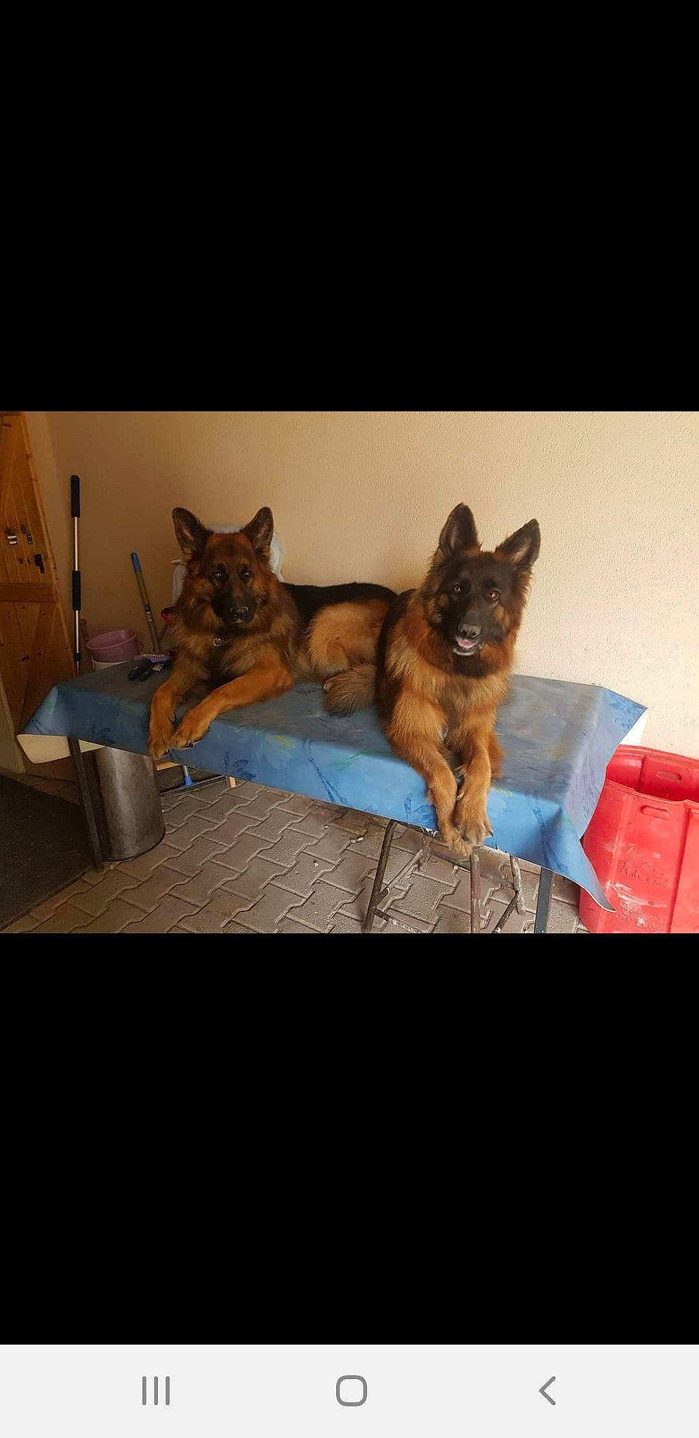 Oska participe au concours pour gagner de l'argent avec cette photo : canidae, carnivore, comfort, companion_dog, couch, dog, dog_breed, fawn, felidae, flooring, fur, guard_dog, linens, paw, room, small_to_medium_sized_cats, table, tail, vertebrate, whiskers