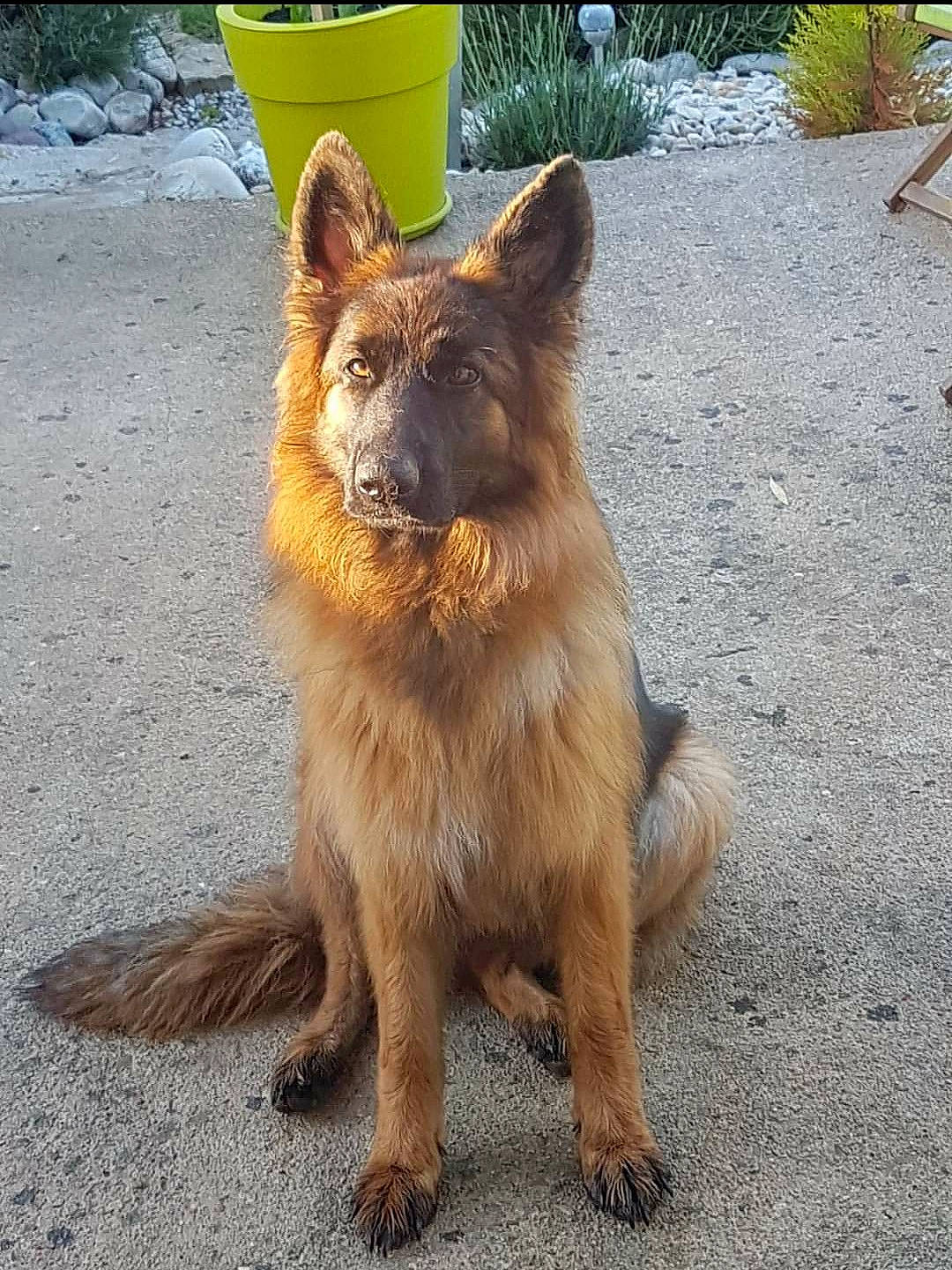 Oska a rejoint le concours — aidez-le/la à gagner de superbes lots ! canidae, carnivore, companion_dog, dog, dog_breed, fawn, flowerpot, fur, giant_dog_breed, herding_dog, old_german_shepherd_dog, paw, plant, road_surface, soil, sporting_group, tail, terrestrial_animal, working_animal, working_dog