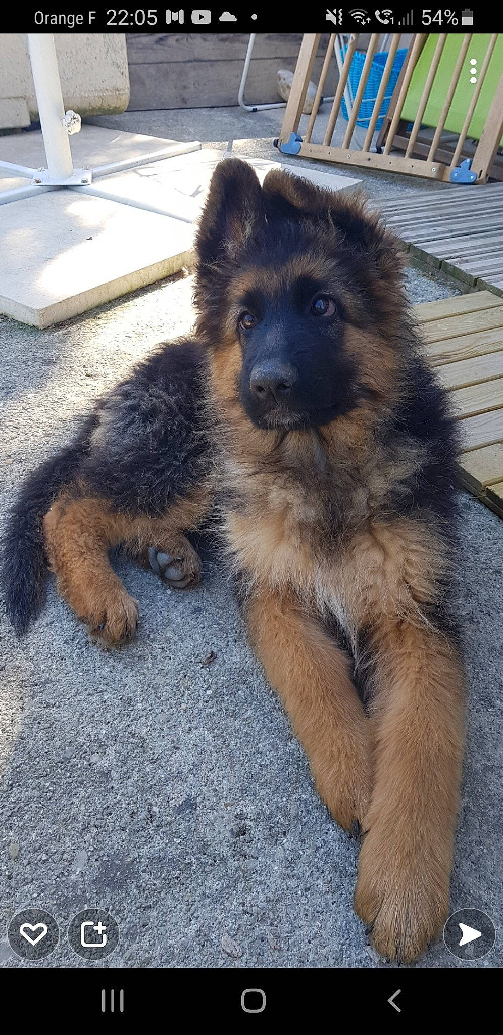 Oska participe au concours pour gagner de l'argent avec cette photo : ancient_dog_breeds, canidae, canis, carnivore, companion_dog, dog, dog_breed, east_european_shepherd, fawn, fur, german_shepherd_dog, herding_dog, king_shepherd, old_german_shepherd_dog, road_surface, snout, sporting_group, tail, working_animal, working_dog