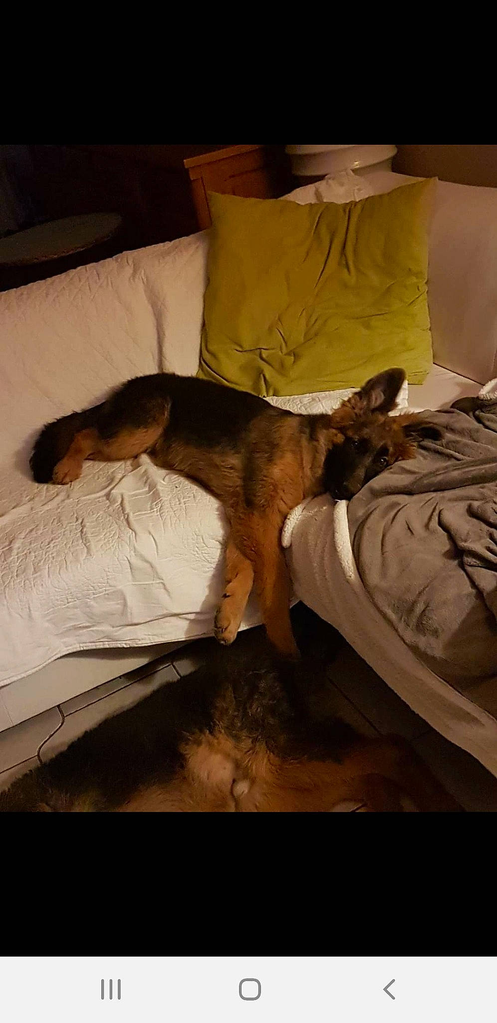 Oska a rejoint le concours — aidez-le/la à gagner de superbes lots ! bed, bedding, brown, carnivore, comfort, companion_dog, dog, dog_breed, duvet, fawn, felidae, hardwood, linens, pillow, room, small_to_medium_sized_cats, sporting_group, tints_and_shades, wood, working_animal