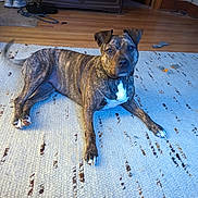 Tootsie Roll is registered to the contest to win money with this photo: animal, brindle, cabinet, canine, curious, dog, domestic, flooring, furniture, home, indoor, laying_down, looking_at_camera, paw, pet, pet_toy, relaxed, rug, tail, wood_floor