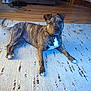 animal, brindle, cabinet, canine, curious, dog, domestic, flooring, furniture, home, indoor, laying_down, looking_at_camera, paw, pet, pet_toy, relaxed, rug, tail, wood_floor