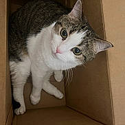 Skips is registered to the contest to win money with this photo: box, cardboard_box, cat, closeup, corrugated_box, cozy, curious, cute, feline, green_eyes, indoor, packing, paws, pet, portrait, sitting, stare, tabby, whiskers, white_fur