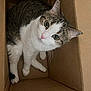 box, cardboard_box, cat, closeup, corrugated_box, cozy, curious, cute, feline, green_eyes, indoor, packing, paws, pet, portrait, sitting, stare, tabby, whiskers, white_fur