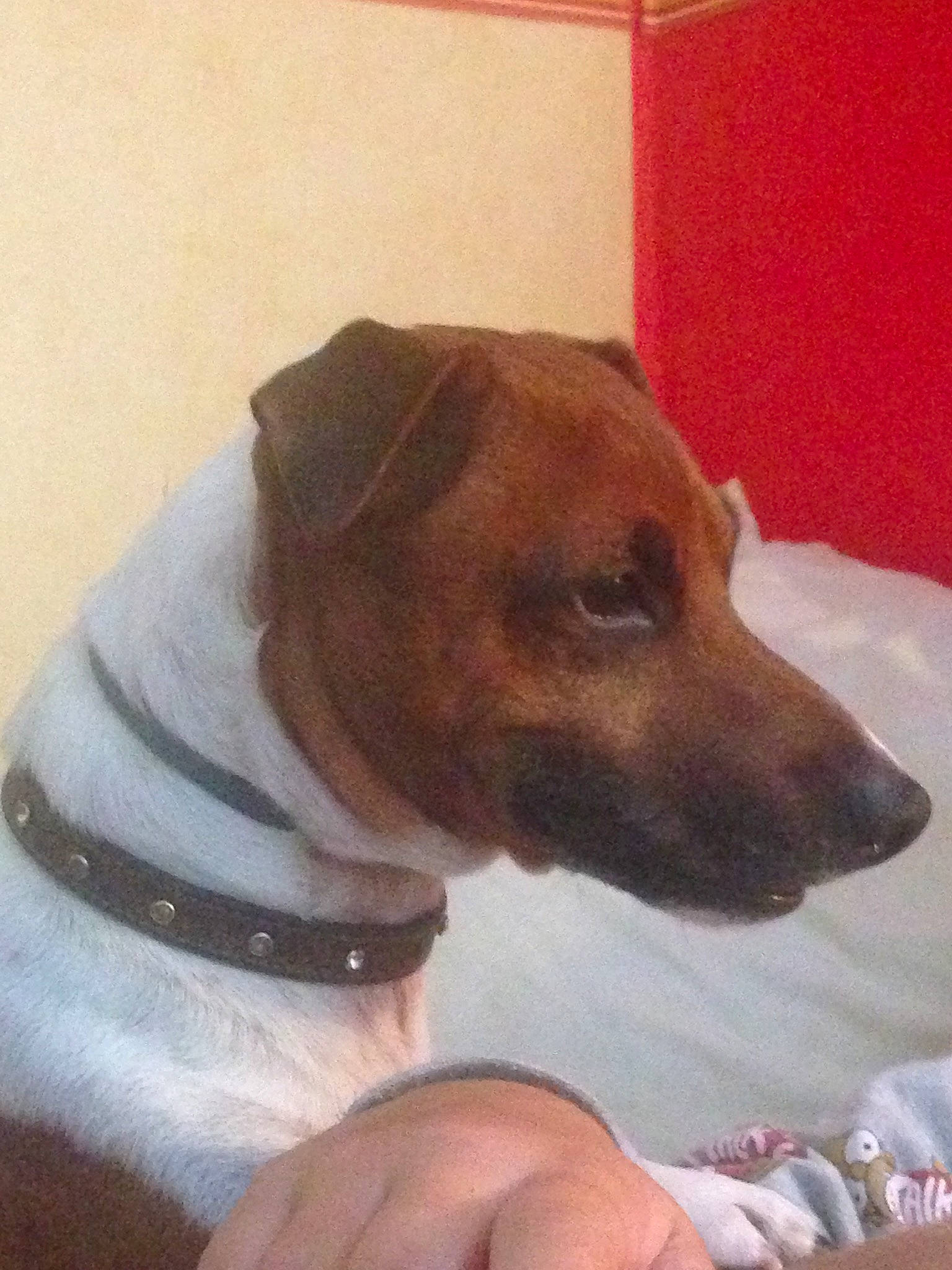 London a rejoint le concours — aidez-le/la à gagner de superbes lots ! brazilian_terrier, canidae, carnivore, companion_dog, dog, dog_breed, feist, fox_terrier, irishjacks, jack_russell_terrier, japanese_terrier, mammal, plummer_terrier, potcake_dog, rare_breed_dog, russell_terrier, smooth_fox_terrier, snout, sporting_group, vertebrate