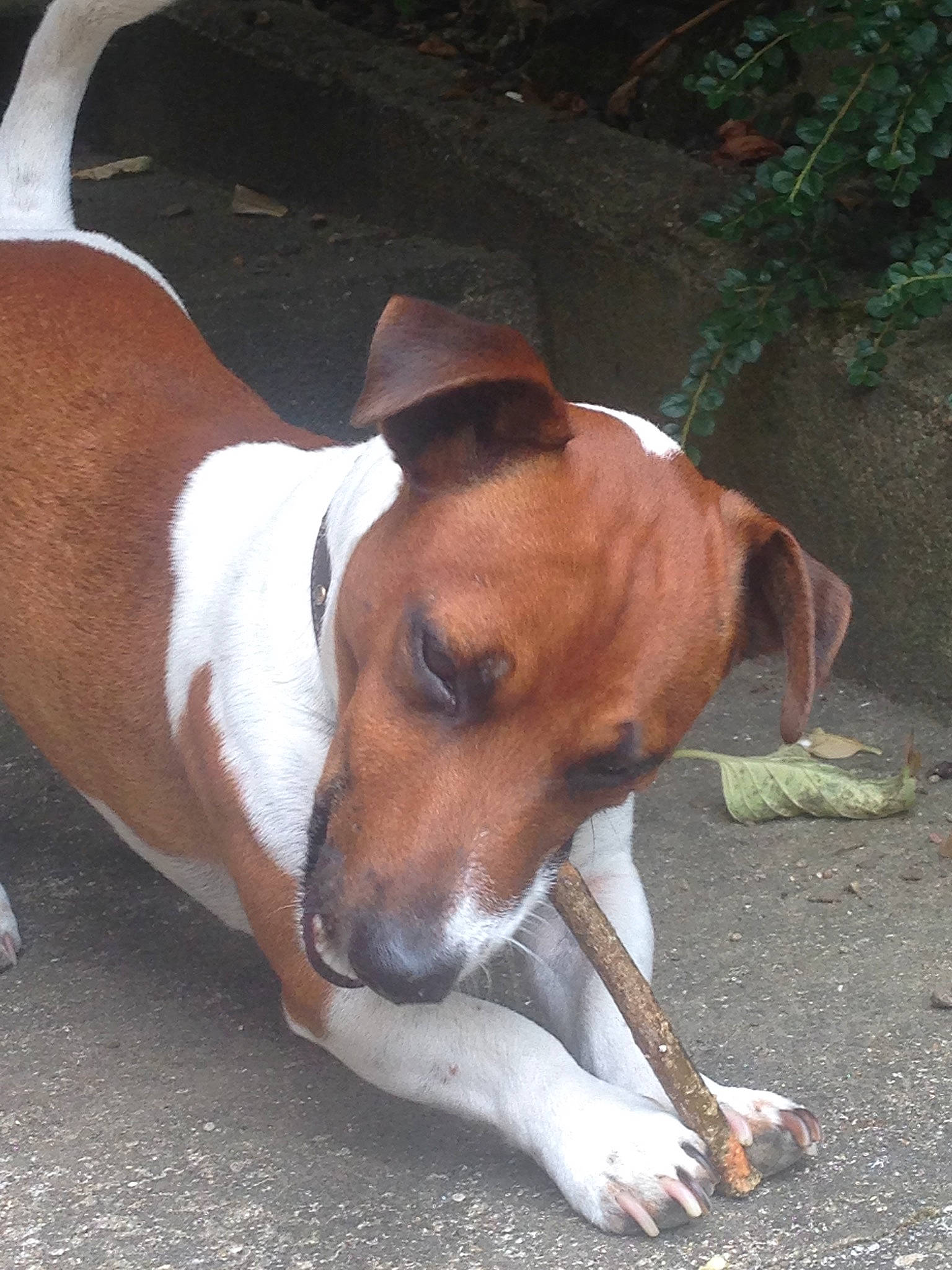 London participe au concours pour gagner de l'argent avec cette photo : canidae, carnivore, danish_swedish_farmdog, dog, dog_breed, fawn, mammal, plummer_terrier, smooth_fox_terrier, snout, sporting_group, treeing_walker_coonhound, vertebrate