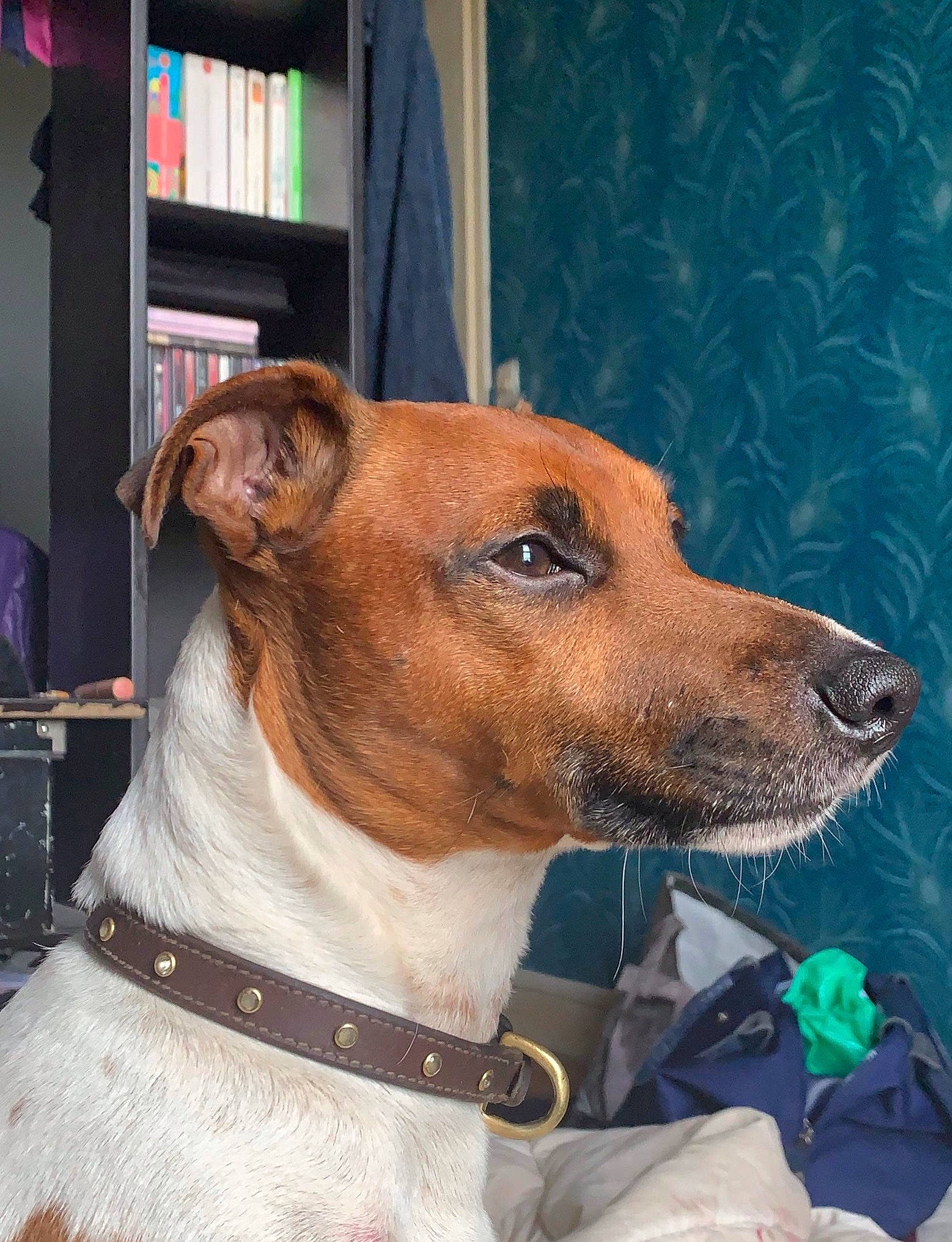 London participe au concours pour gagner de l'argent avec cette photo : canidae, carnivore, companion_dog, dog, dog_breed, fawn, feist, fox_terrier, mammal, plummer_terrier, potcake_dog, rare_breed_dog, russell_terrier, smooth_fox_terrier, snout, vertebrate, whiskers