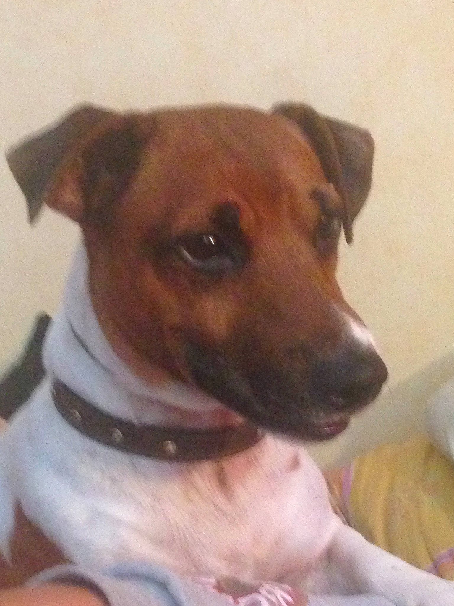 London a rejoint le concours — aidez-le/la à gagner de superbes lots ! black_mouth_cur, brazilian_terrier, canidae, carnivore, companion_dog, dog, dog_breed, fawn, feist, fox_terrier, jack_russell_terrier, mammal, potcake_dog, rare_breed_dog, russell_terrier, smooth_fox_terrier, snout, sporting_group, vertebrate