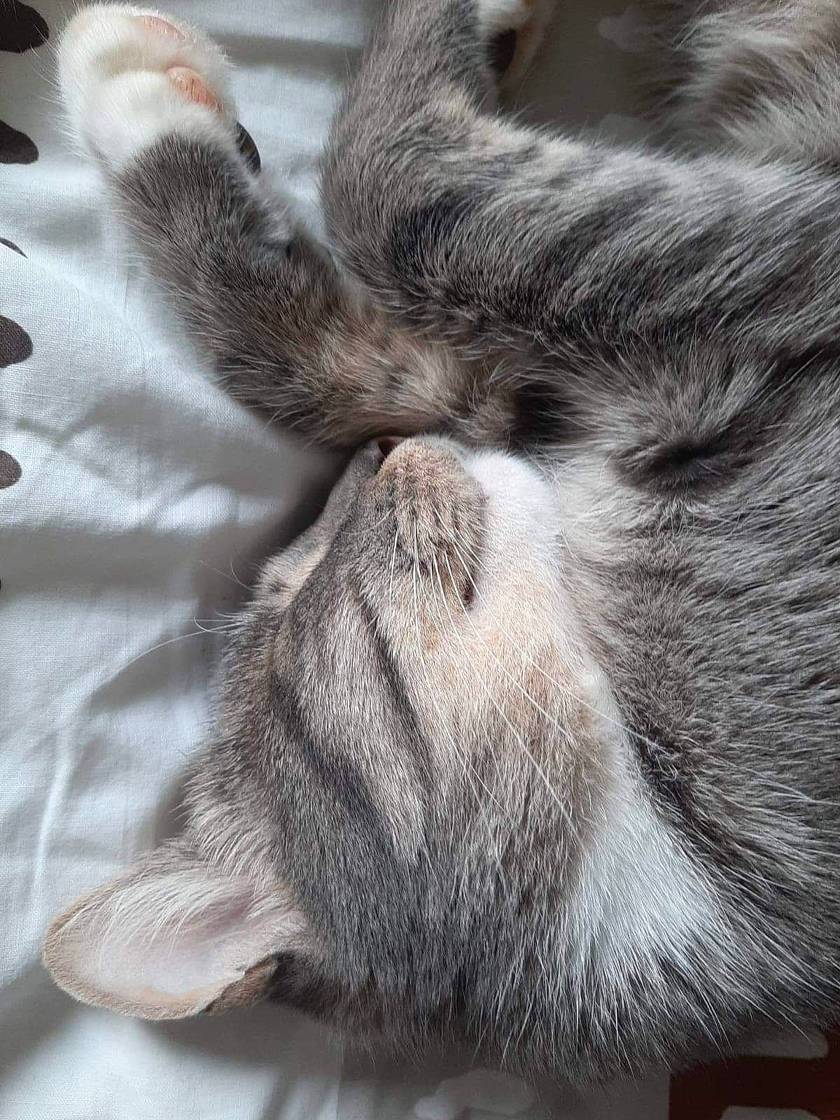 Lotus participe au concours pour gagner de l'argent avec cette photo : carnivore, cat, claw, close_up, comfort, domestic_short_haired_cat, ear, fawn, felidae, fur, grey, human_leg, monochrome, nap, paw, small_to_medium_sized_cats, snout, tail, terrestrial_animal, whiskers