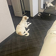 𝓑𝓮𝓵𝓵𝓪 𝓓𝓲𝔁𝓸𝓷 joined the competition — help win amazing prizes! dog, mirror, carpet, luggage, indoor, reflection, white_wall, door, clothing, resting, floor, corner, pet, furniture, quiet, room, casual, household, relaxed, domestic