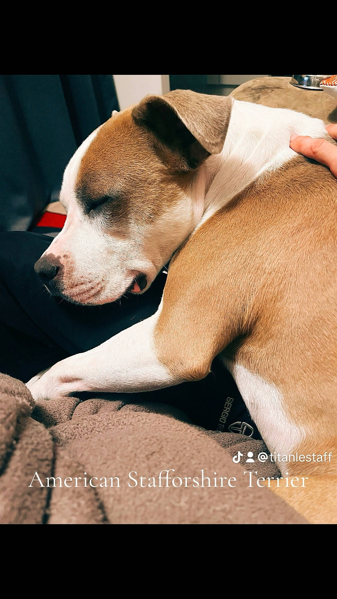 Titan a rejoint le concours — aidez-le/la à gagner de superbes lots ! canidae, carnivore, collar, comfort, companion_dog, dog, dog_breed, dog_supply, fawn, fur, non_sporting_group, paw, pet_supply, photo_caption, snout, sporting_group, street_dog, terrestrial_animal, whiskers, working_animal