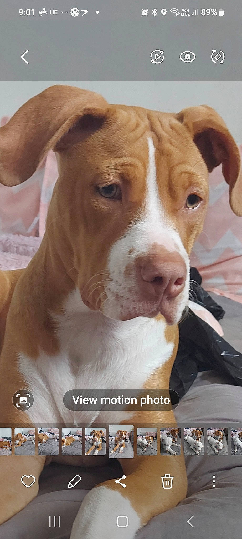 Nala is registered to the contest to win money with this photo: ancient_dog_breeds, carnivore, collar, companion_dog, dog, dog_breed, fawn, font, fur, hunting_dog, internet_meme, liver, non_sporting_group, photo_caption, photography, snout, whiskers, working_animal