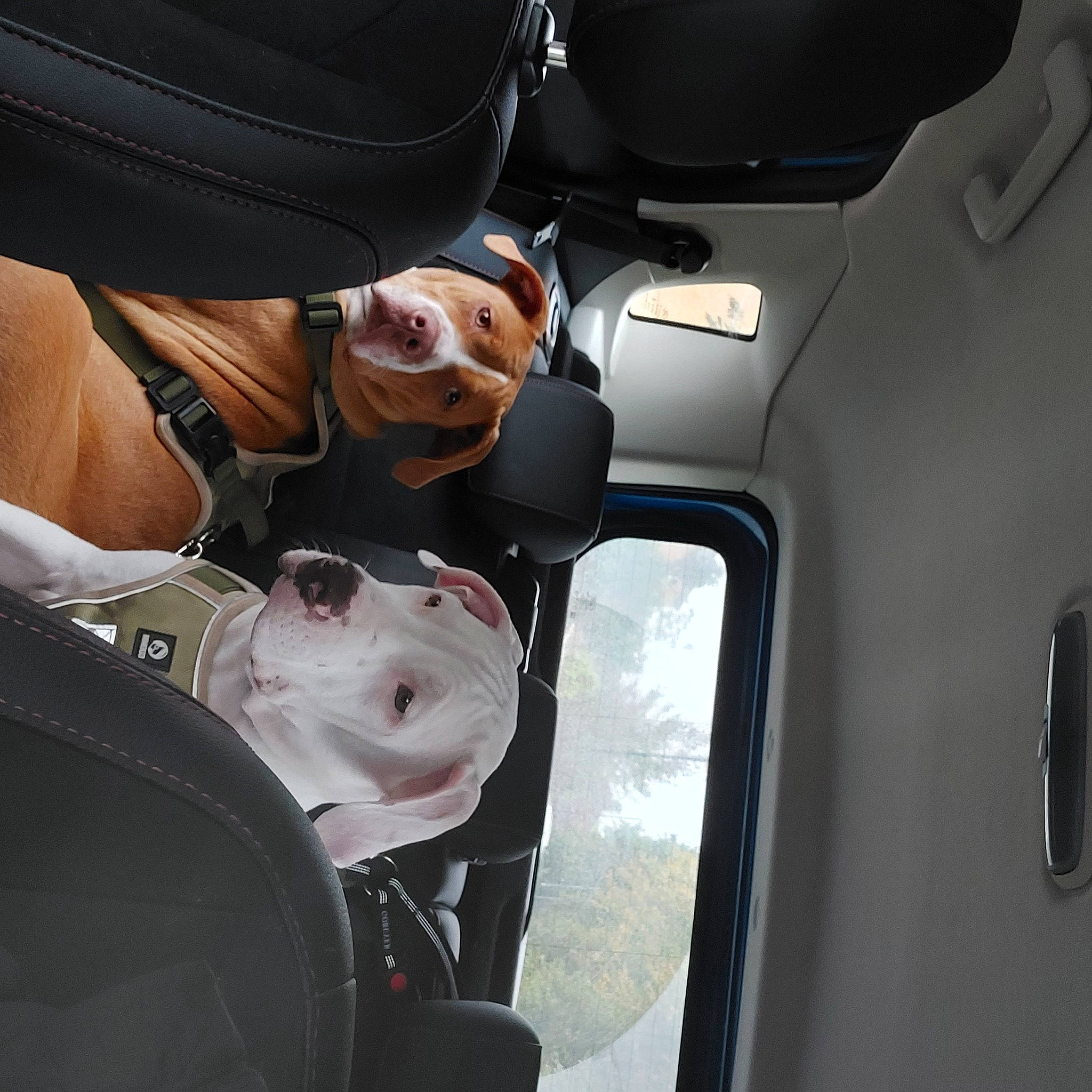 Nala is registered to the contest to win money with this photo: air_travel, airline, auto_part, automotive_design, automotive_exterior, automotive_lighting, automotive_window_part, car_seat, car_seat_cover, eyewear, family_car, hat, head_restraint, luxury_vehicle, motor_vehicle, personal_protective_equipment, smile, vehicle_door, window, windshield