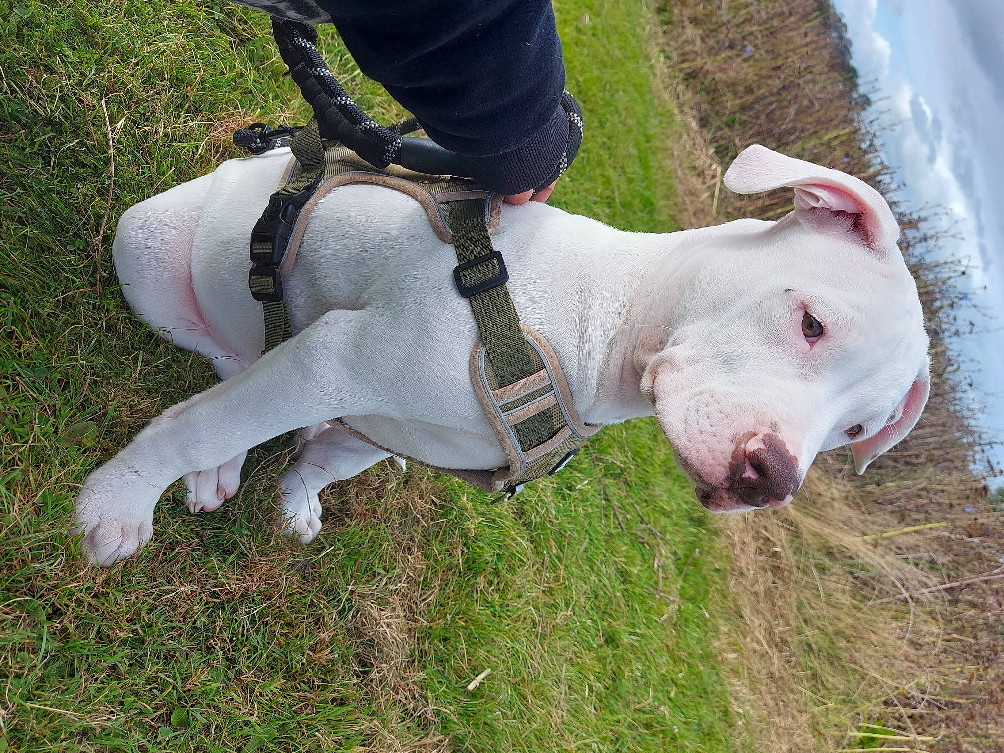 Ghost joined the competition — help win amazing prizes! bull_and_terrier, canidae, carnivore, collar, companion_dog, dog, dog_breed, dog_collar, english_white_terrier, fawn, grass, guard_dog, knee, leash, non_sporting_group, sporting_group, tail, terrestrial_animal, water, working_animal