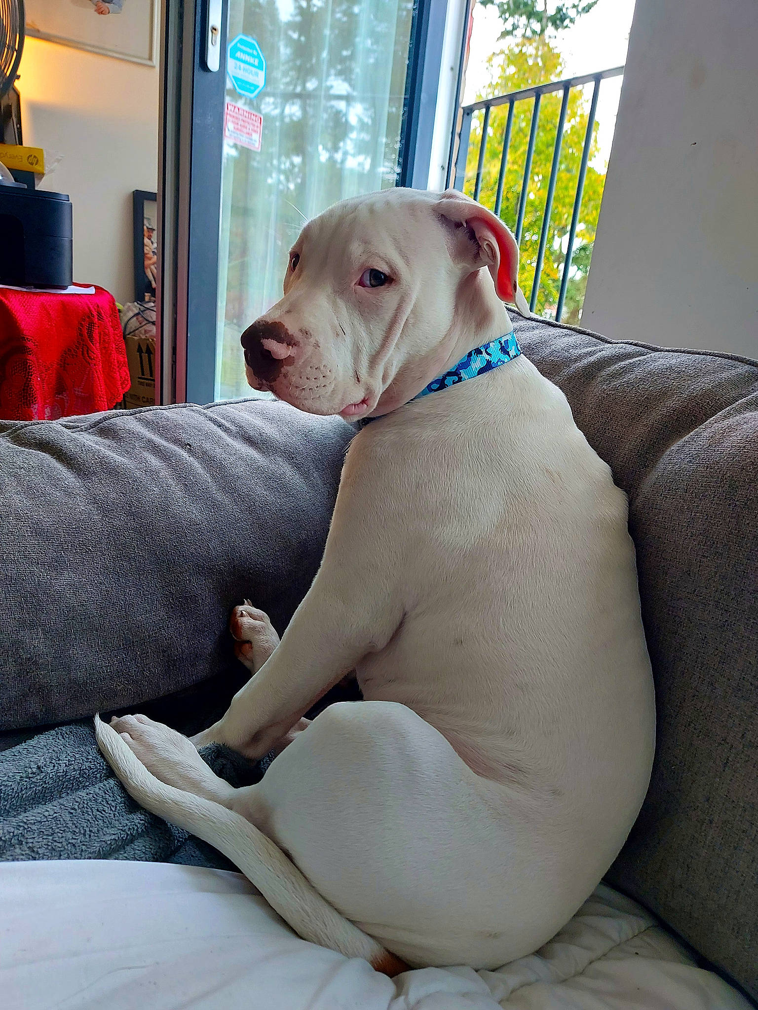 Ghost joined the competition — help win amazing prizes! bag, canidae, carnivore, collar, comfort, companion_dog, dog, dog_breed, dog_collar, dog_supply, fawn, fence, gun_dog, lamp, luggage_and_bags, pet_supply, snout, sporting_group, working_animal, wrinkle