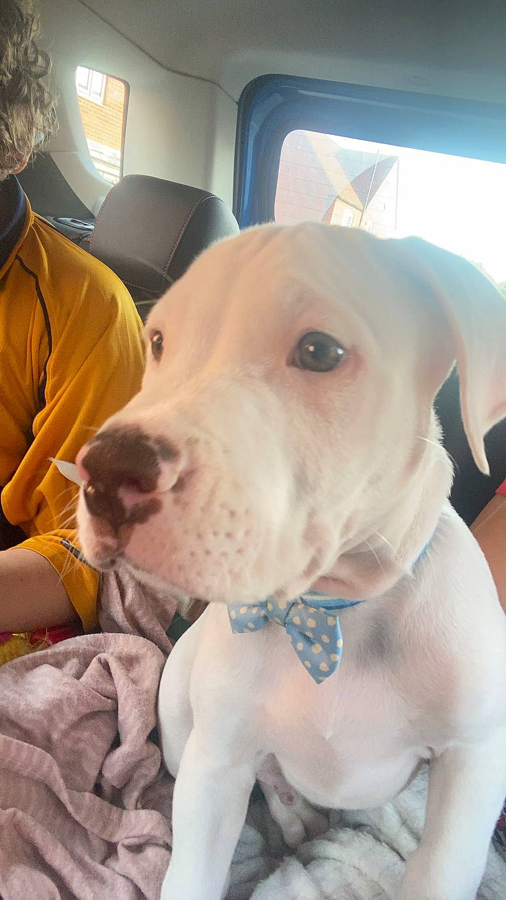 Ghost joined the competition — help win amazing prizes! canidae, carnivore, collar, companion_dog, dog, dog_breed, dog_collar, ear, fawn, fur, happy, hat, non_sporting_group, puppy_love, selfie, snout, sporting_group, whiskers, window, working_animal