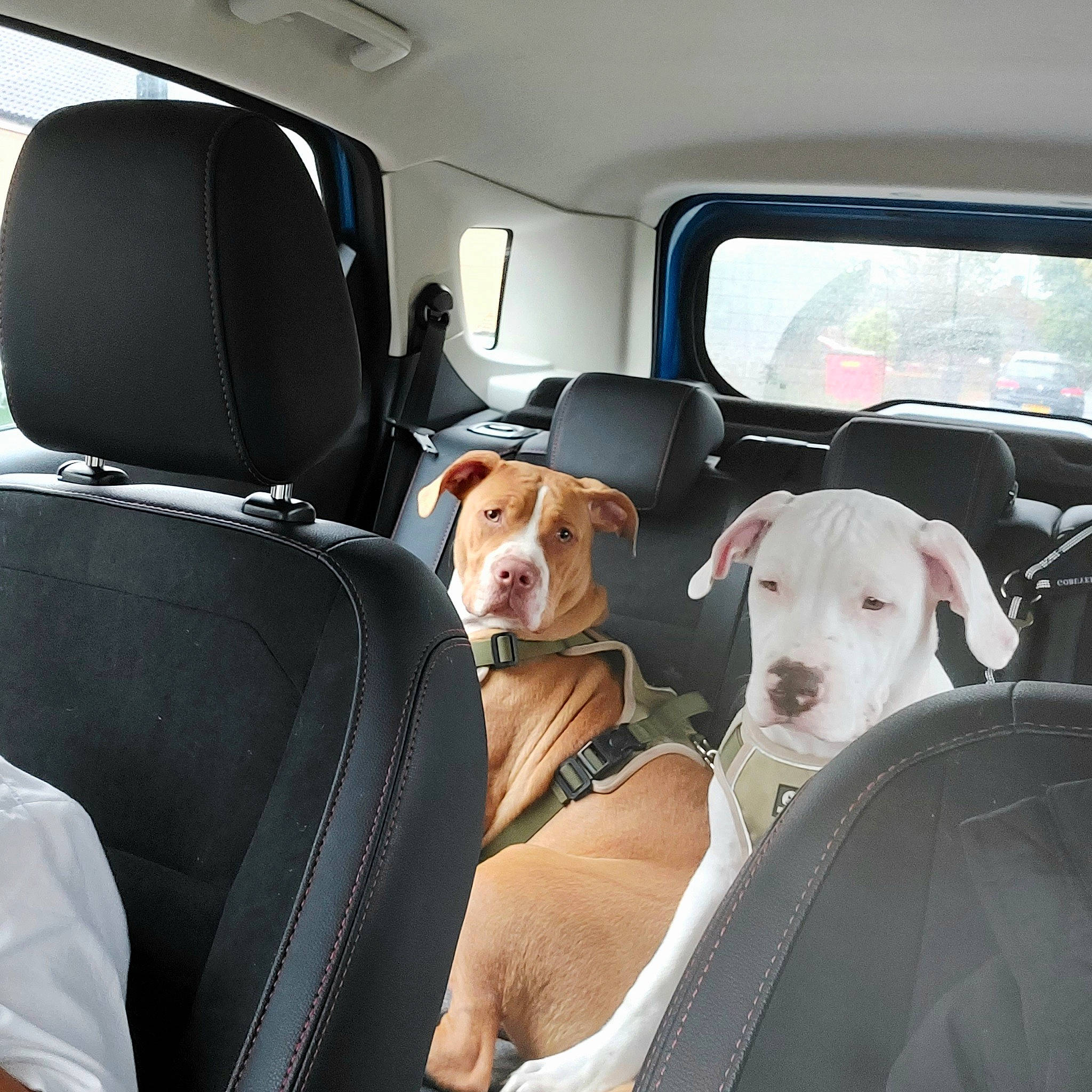 Ghost joined the competition — help win amazing prizes! auto_part, automotive_design, automotive_exterior, car, car_seat, car_seat_cover, carnivore, collar, companion_dog, dog, dog_breed, fawn, head_restraint, mode_of_transport, motor_vehicle, seat_belt, trunk, vehicle, vehicle_door, window