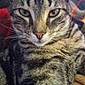 cat, tabby, close_up, animal, pet, feline, yellow_eyes, fur, whiskers, ears, nose, indoor, blanket, cozy, portrait, relaxed, cute, mammal, domestic_animal, resting