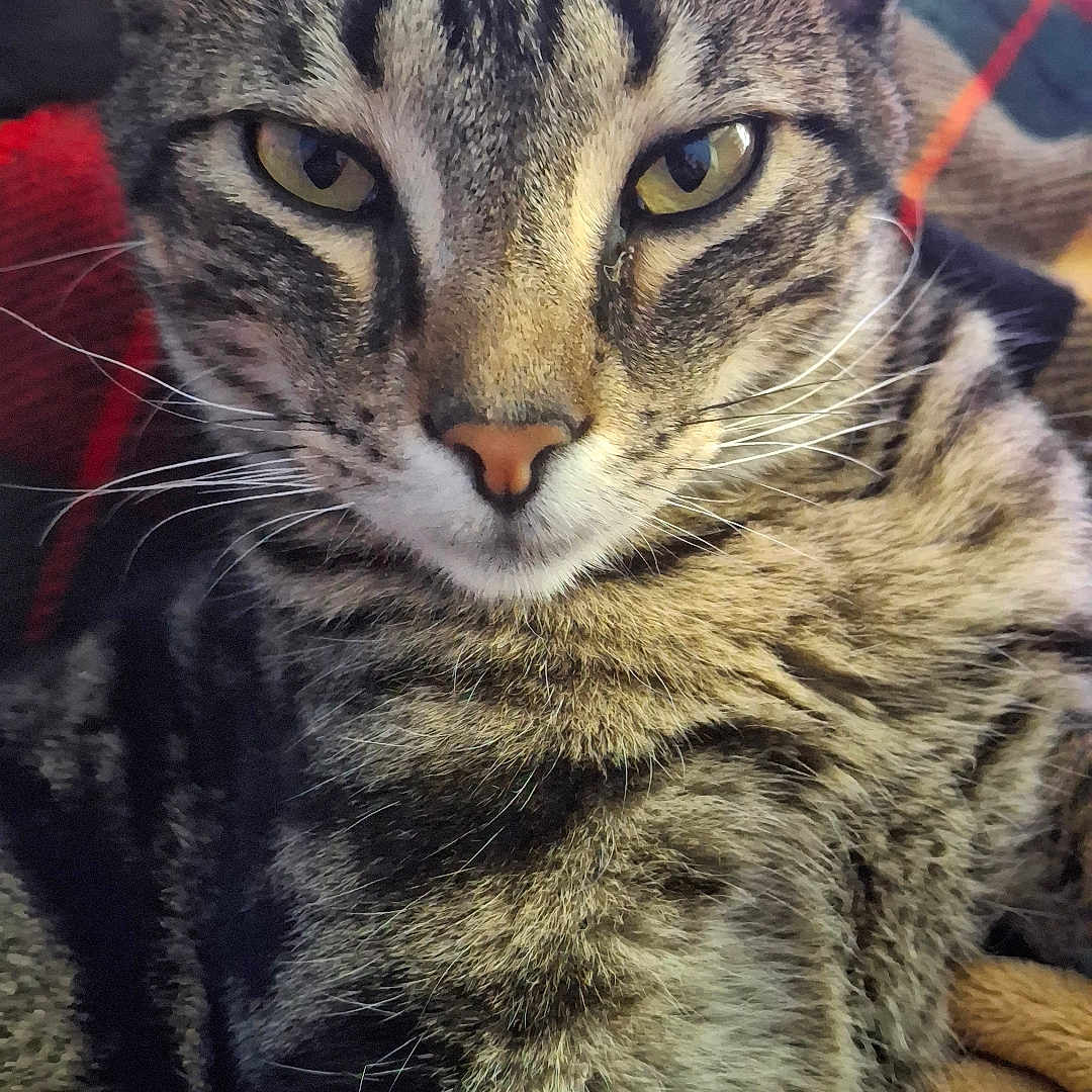 Chilli joined the competition — help win amazing prizes! cat, tabby, close_up, animal, pet, feline, yellow_eyes, fur, whiskers, ears, nose, indoor, blanket, cozy, portrait, relaxed, cute, mammal, domestic_animal, resting