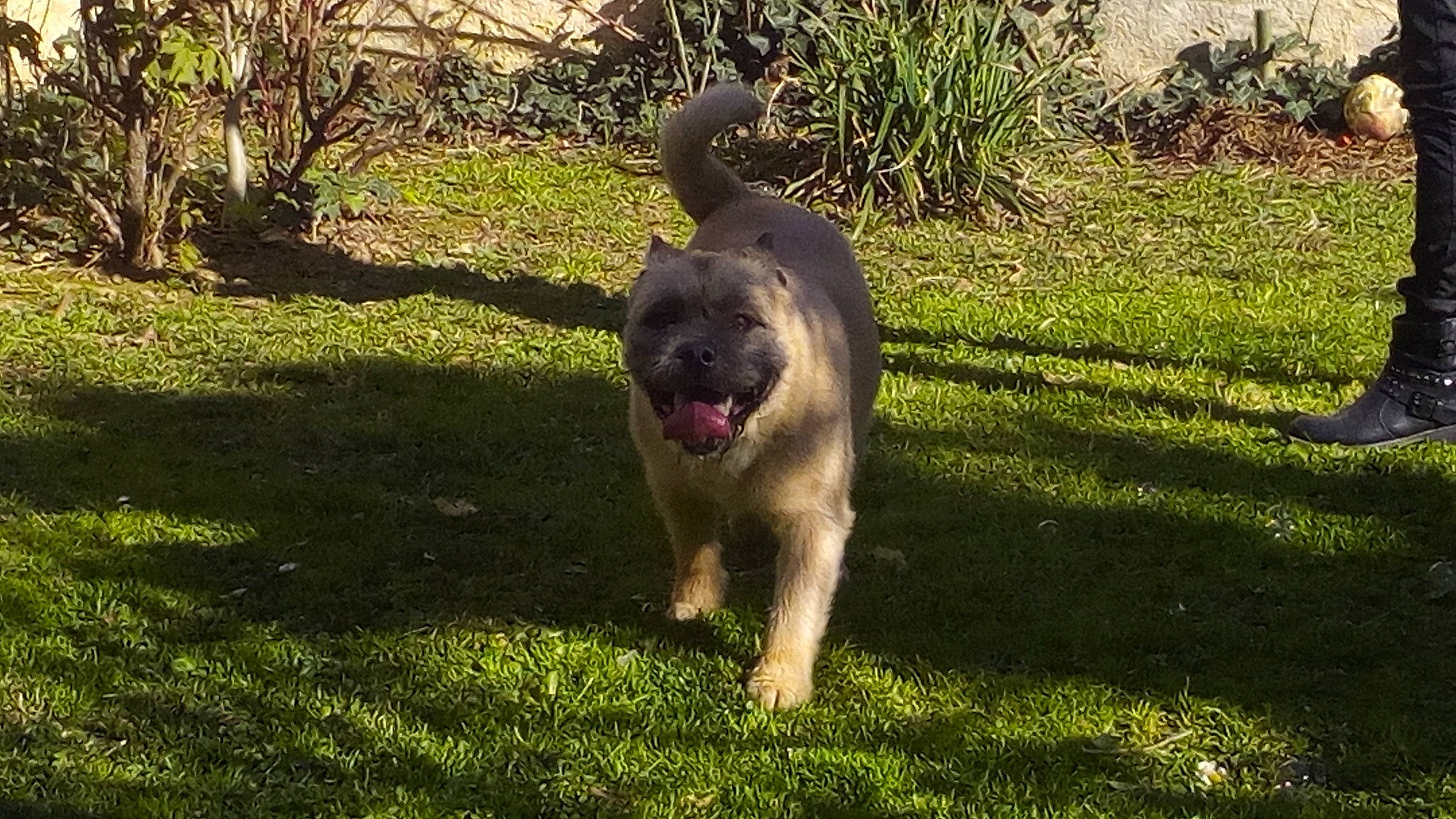 Guizmo a rejoint le concours — aidez-le/la à gagner de superbes lots ! canidae, carnivore, carpathian_shepherd_dog, caucasian_shepherd_dog, dog, dog_breed, grass, leonberger, livestock_guardian_dog, mammal, sarplaninac, sporting_group, vertebrate