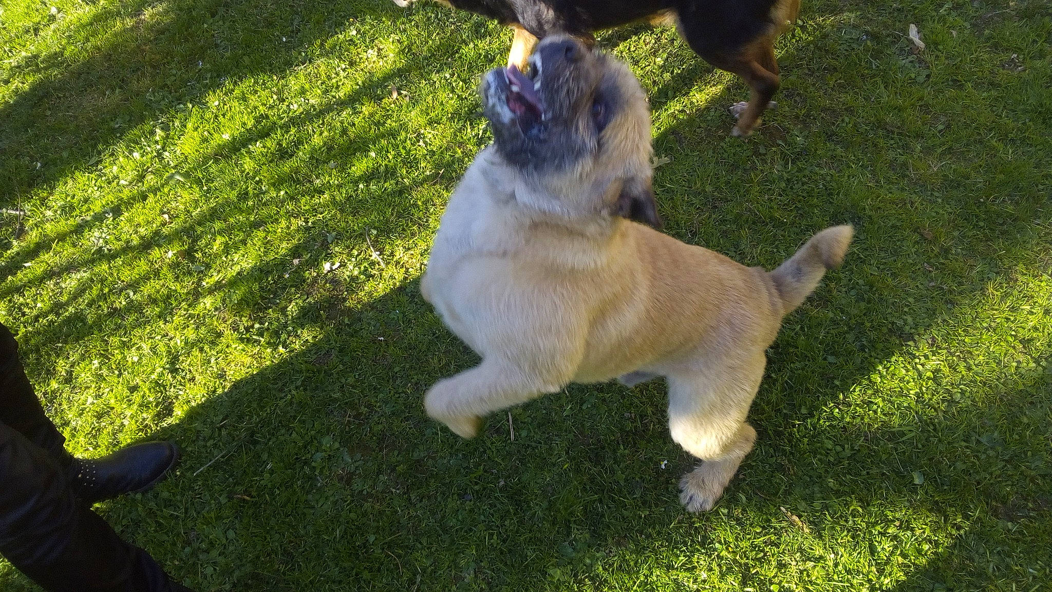 Guizmo participe au concours pour gagner de l'argent avec cette photo : canidae, carnivore, companion_dog, dog, dog_breed, fawn, grass, lawn, mammal, norwegian_buhund, pug, sporting_group, tail, vertebrate